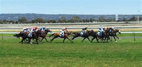greyhound odds comparison|Horse Racing Odds Comparison .